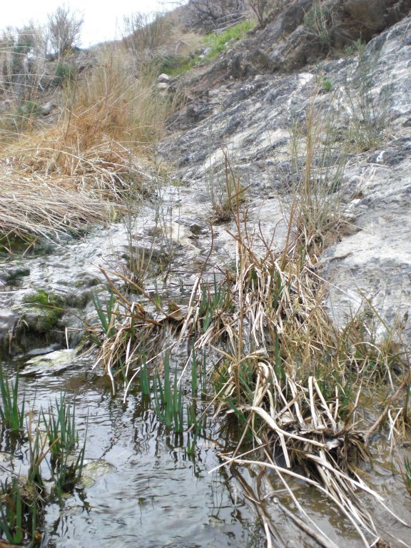 There is abundant water flowing not far from the mouth of the canyon, as the next two photos reveal:
