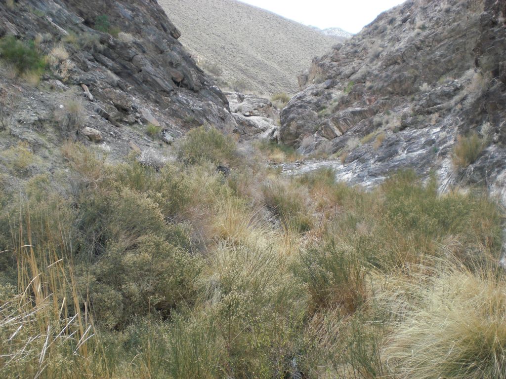 Hiking through the canyon is relatively easy, but there are some tough spots resulting from the thick brush: