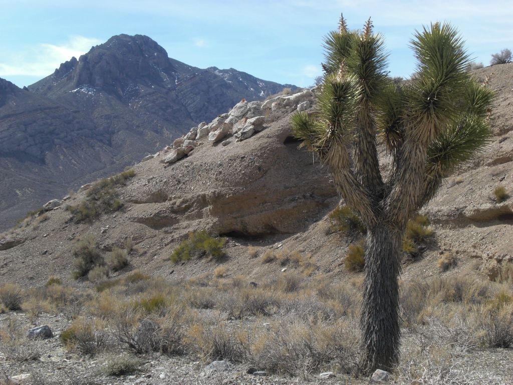 There were Joshua trees growing everywhere on the walk down to the canyon: