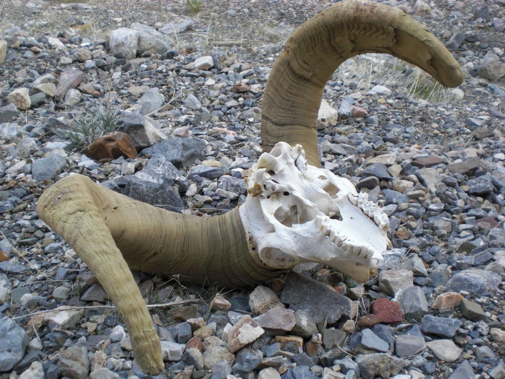 One of the many relics which we found in the canyon wash which gives this canyon its name: