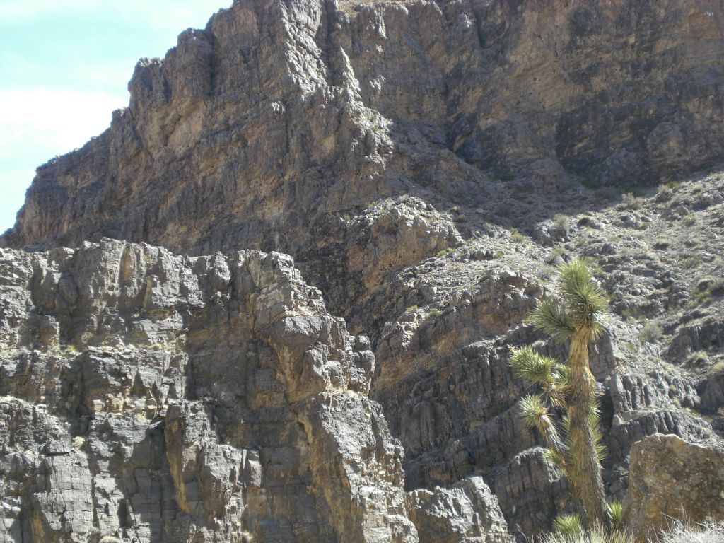 More Joshua trees spotted in the wash as we head toward lower elevations: