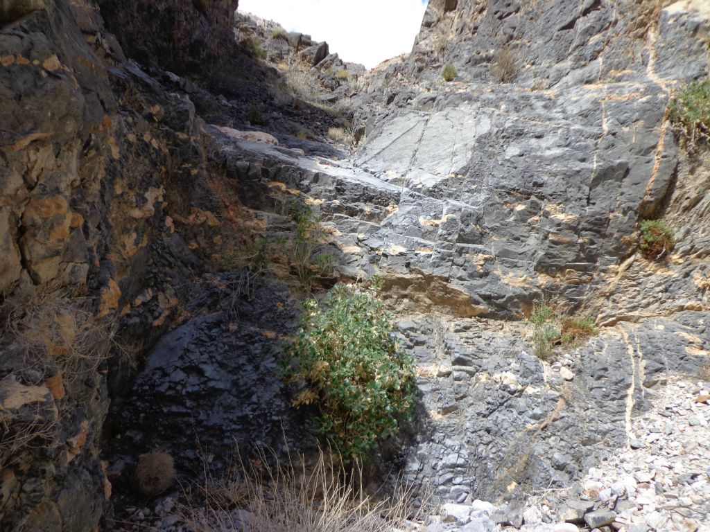 This was the rock nettle dry fall that I had to climb.  Notice the rock nettle plant in the center which happened to be the only way up or down: