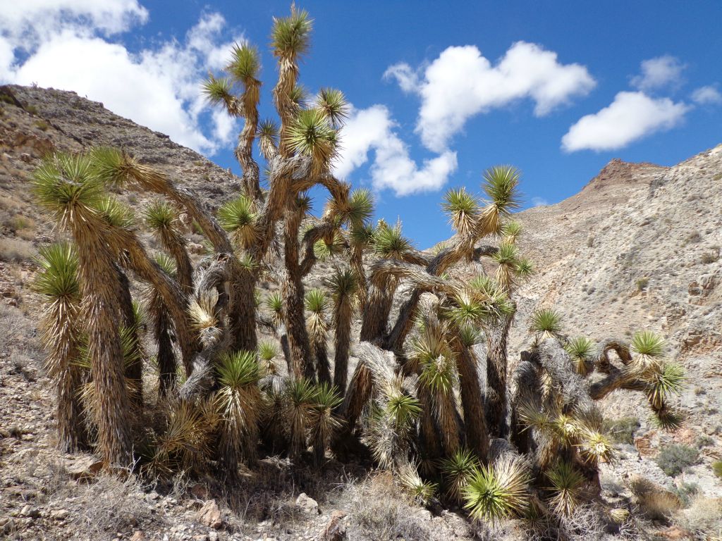 It proved to be the perfect place to stop because there was a stunning grove of Joshua Trees: