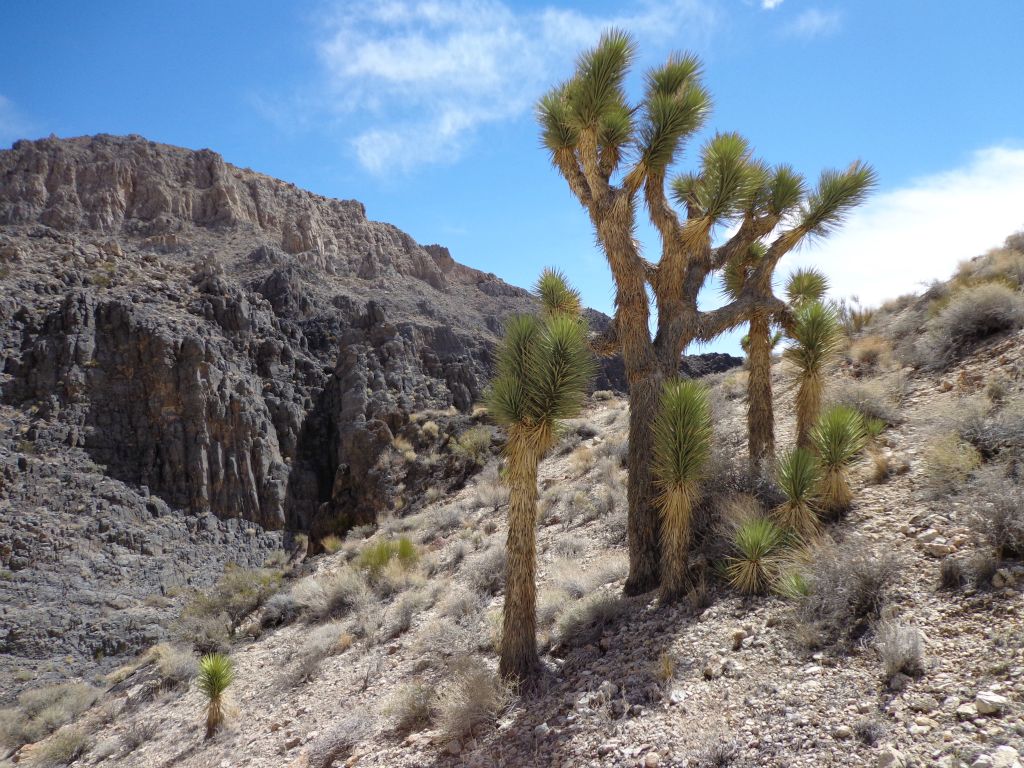Joshua Trees growing at an elevation of 4,350 feet: