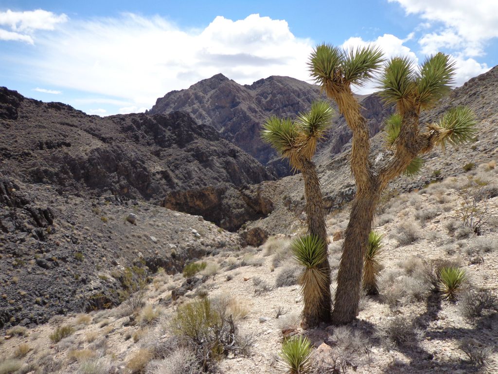 Dramatic view of the Joshua Trees and gorge below that I had just hiked through: