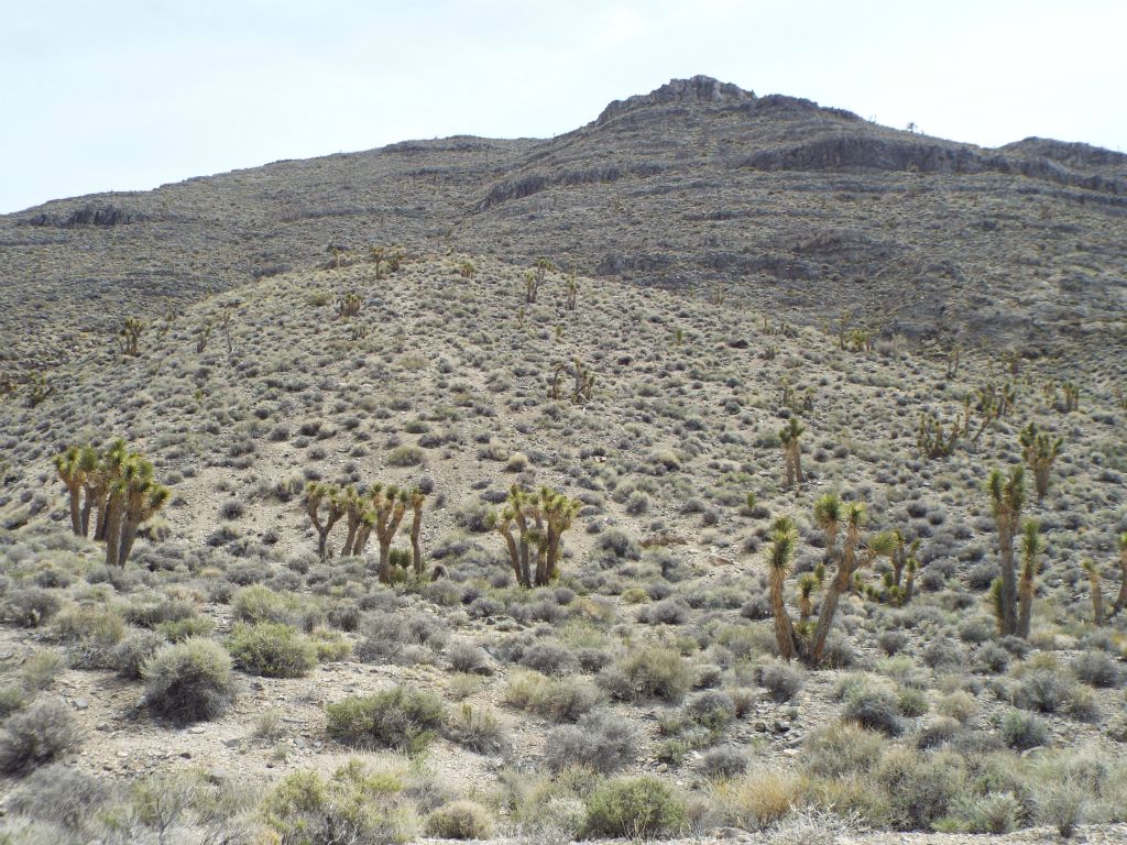 The hillsides and surrounding areas were filled with Joshua trees: