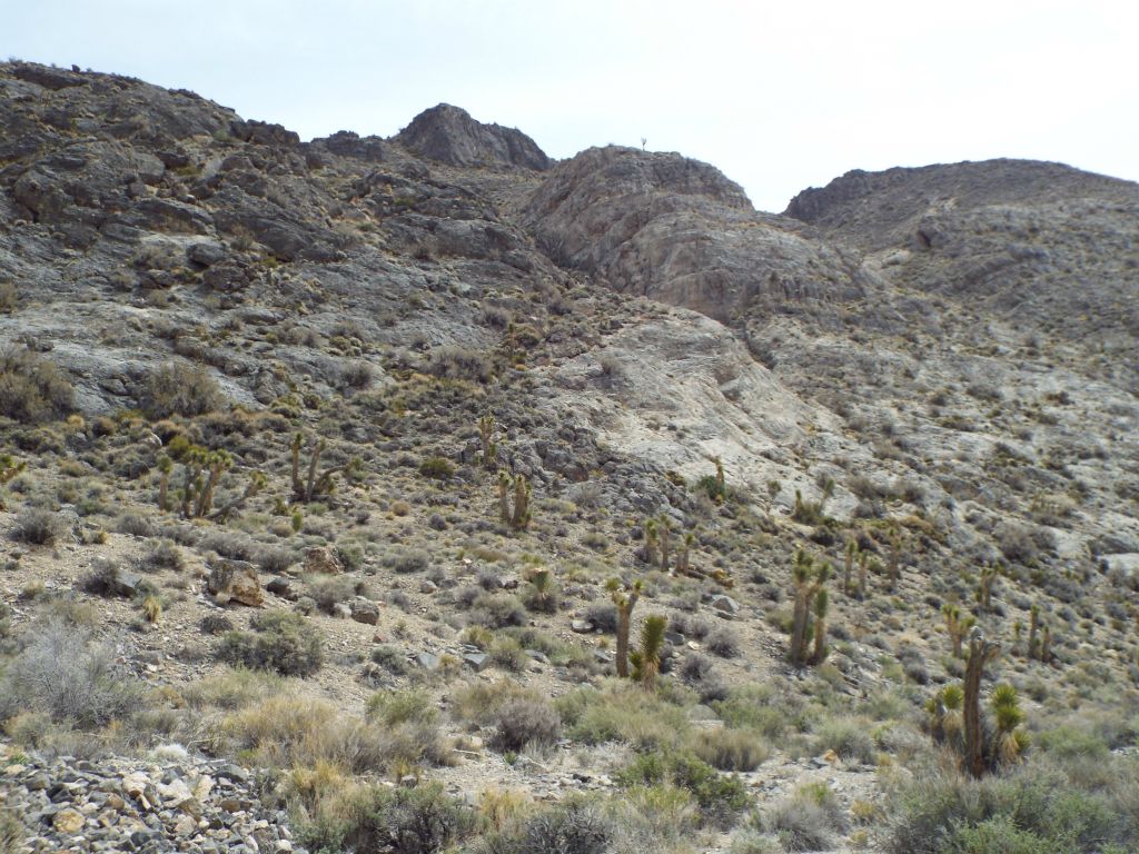 This area can best be described as a small Joshua tree forest: