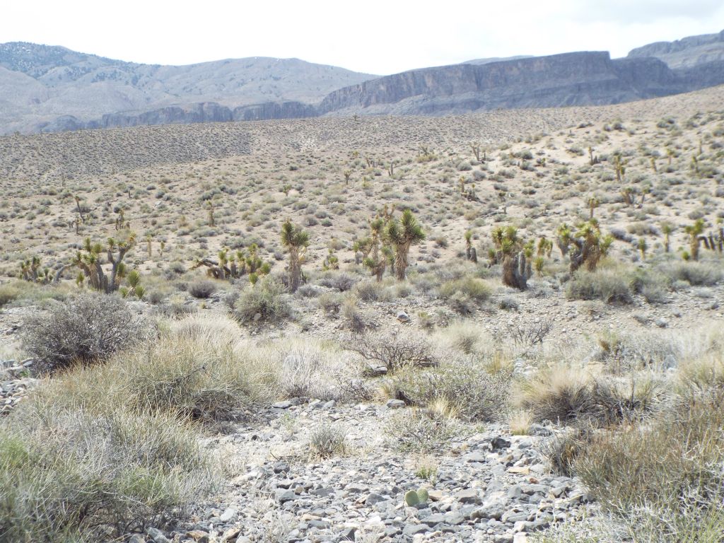 The path we were on continued toward Bighorn Gorge, but we turned off to take a shortcut toward Lost Canyon: