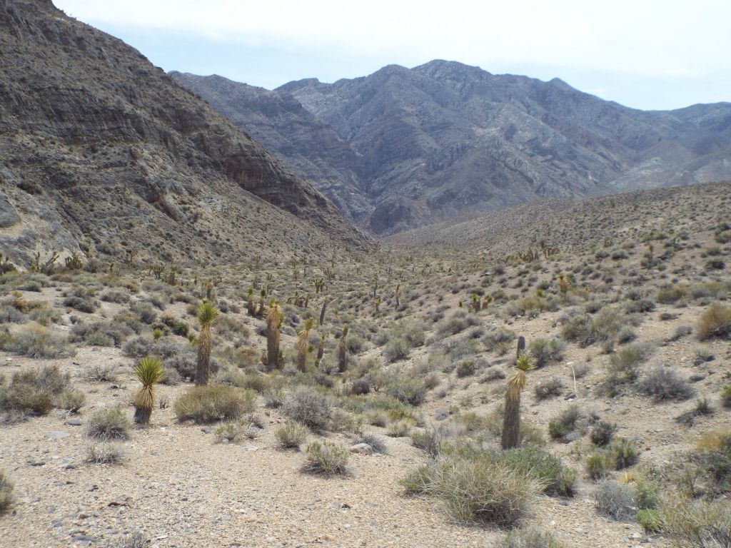 Looking in the direction of the head of Bighorn Gorge: