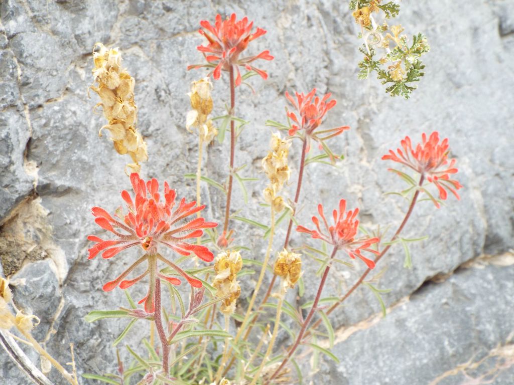 Indian Paintbrush was the most prominent flower in bloom at this high elevation of 5,800 feet in April of 2014:
