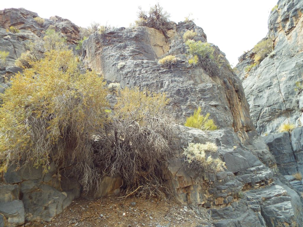 Thus, I backtracked briefly and went up the south side of the canyon at this spot:
