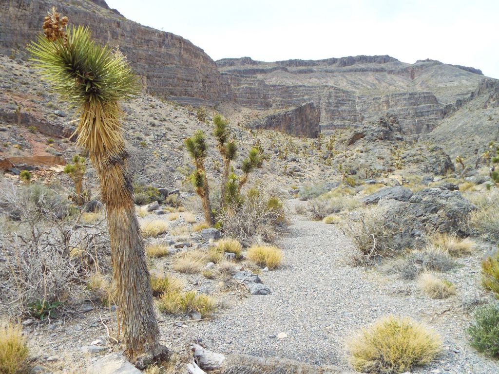 Lots more Joshua trees through this area.  Tin Mountain sure has a lot of them: