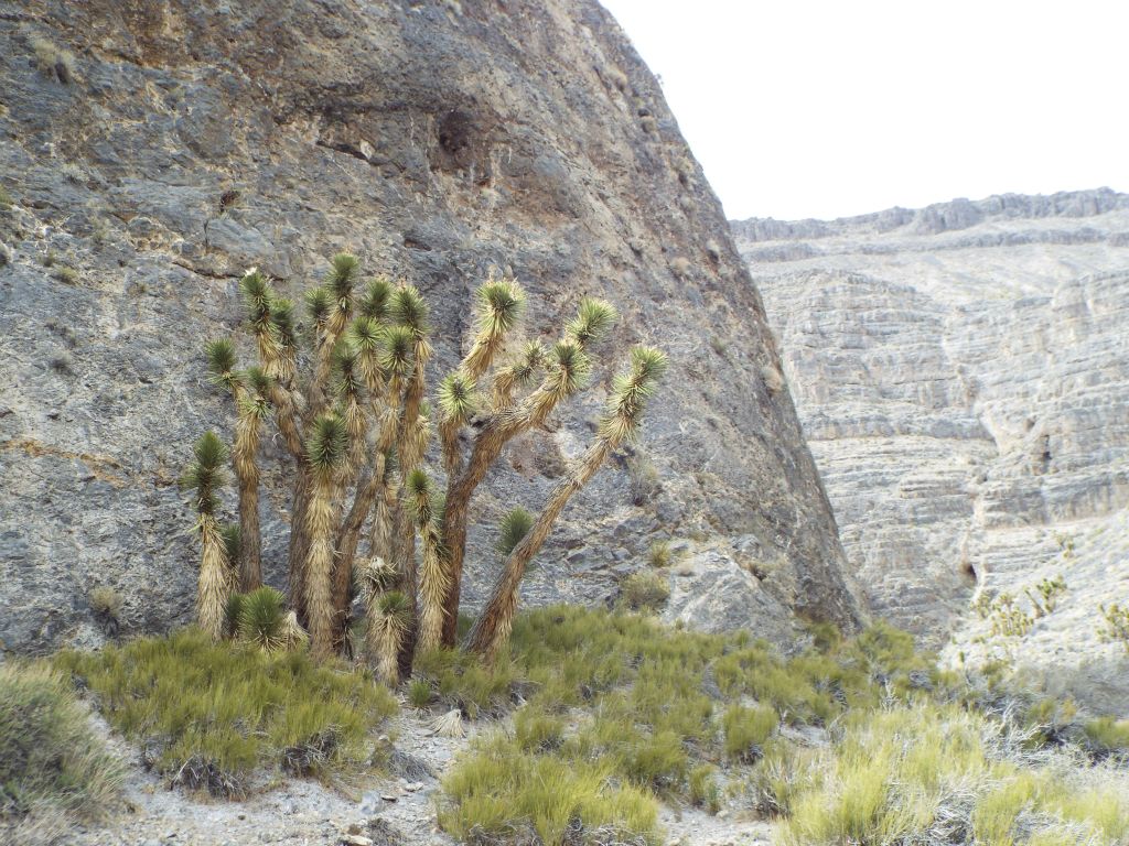 A nice looking small group of Joshua trees next to the canyon wall:
