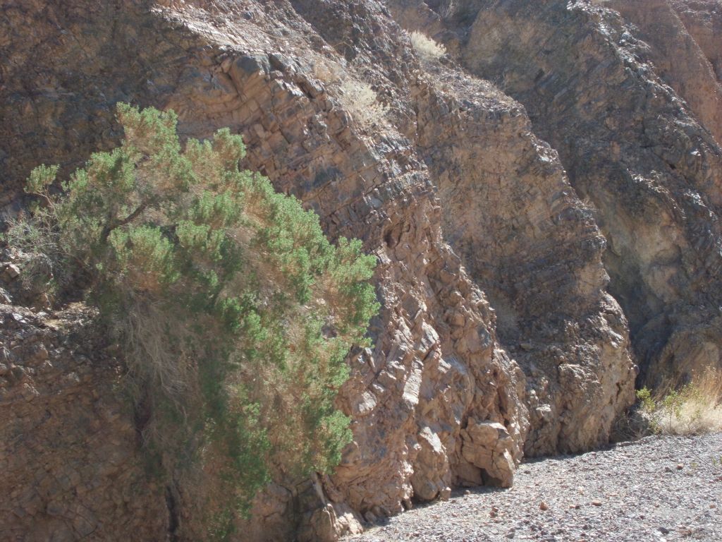 Passing by a tree which was growing out of the rock wall of the canyon: