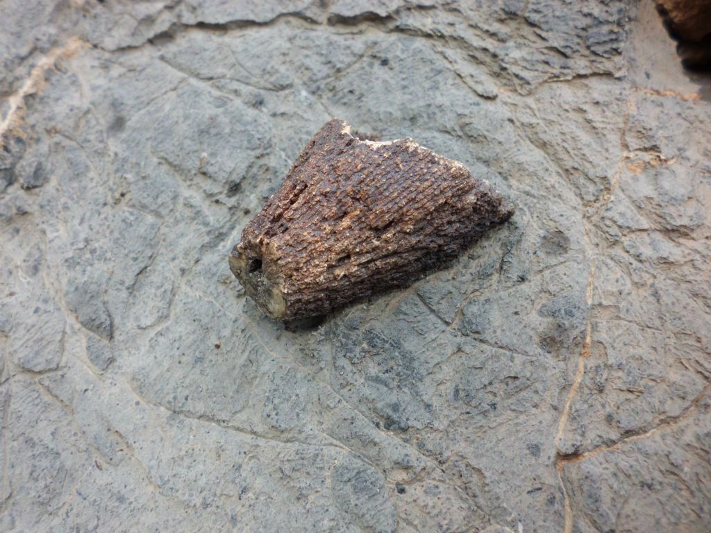 Somewhere within Middle Slab Canyon, we found outstanding ancient fossils.  The following five pictures show some examples of them: