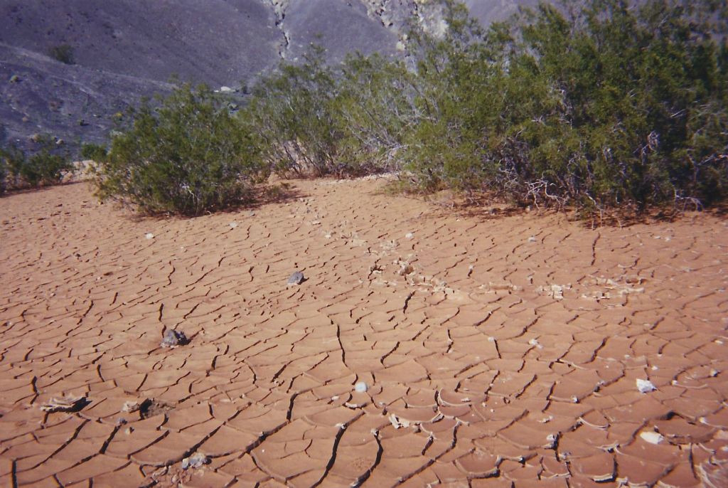 Two pictures showing the variety of plant life and sections of cracked mud at the bottom of Ubehebe Crater:
