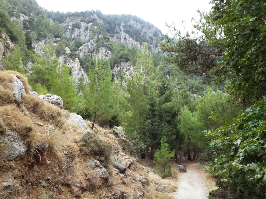 As we finally got into the gorge, we found ourselves surrounded by a forest of trees: