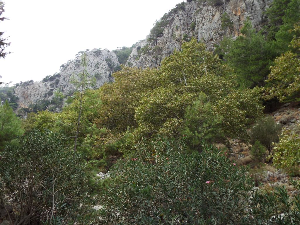 The next two pictures show typical scenery in Agia Irini Gorge -- high walls rising above the forest:
