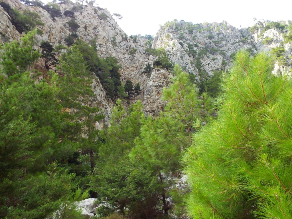 Trees growing in abundance on the canyon floor, rocky hillsides, and canyon rim up high: