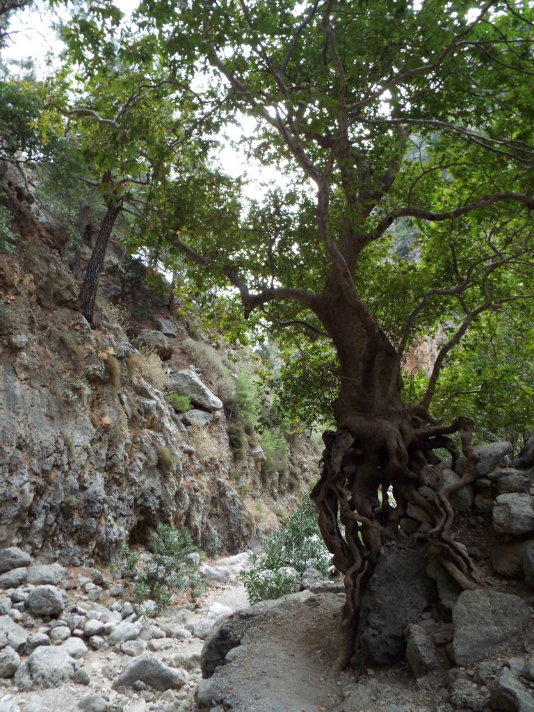 This is a plane tree with exposed roots, which seems to have happened because of erosion to the stream bank: