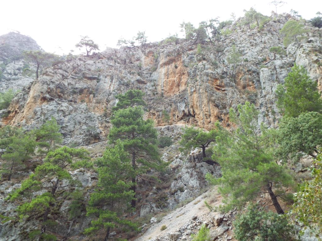 Some of the trees have significant height, such as the one seen in the center: