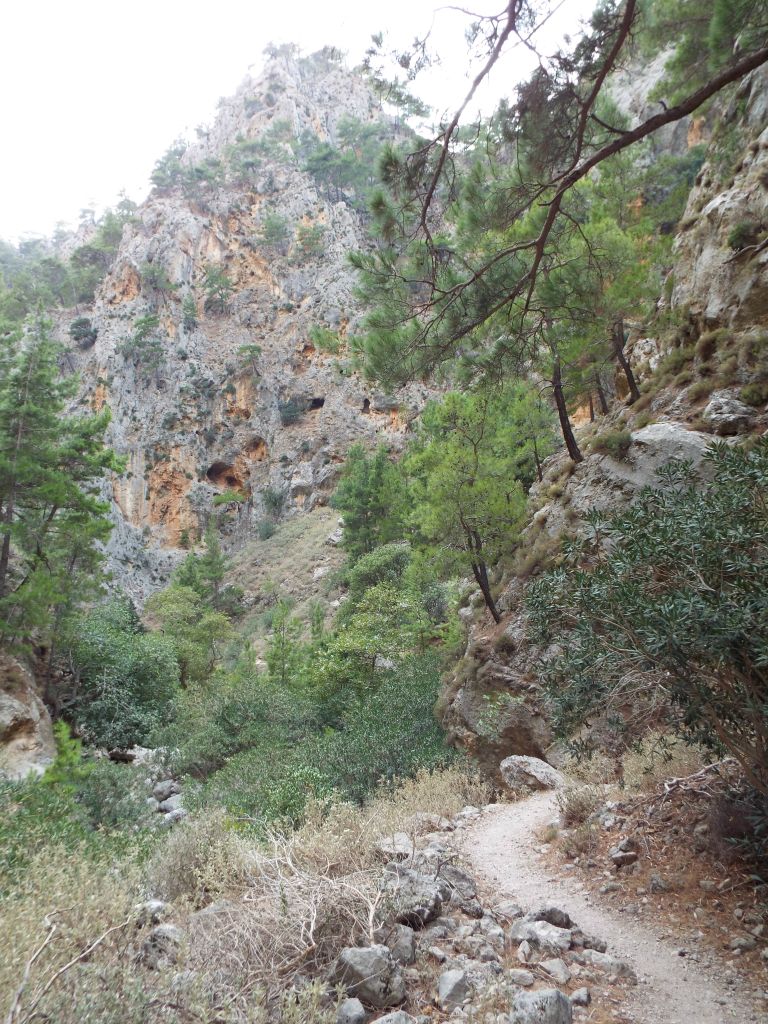 As you can see on the distant steep and mostly vertical hillside, trees will grow out of just about anywhere: