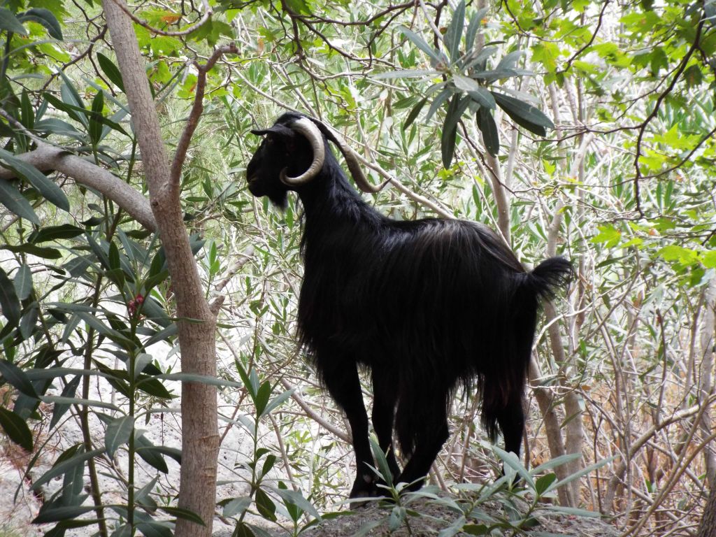 As was true on every day we hiked, we ran into several groups of Cretan goats in Agia Irini Gorge: