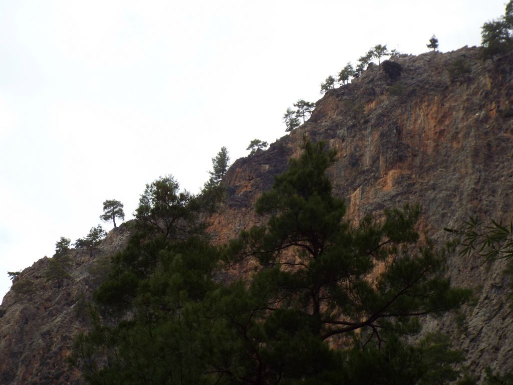 Trees growing along the canyon rim above more exposed orange rock: