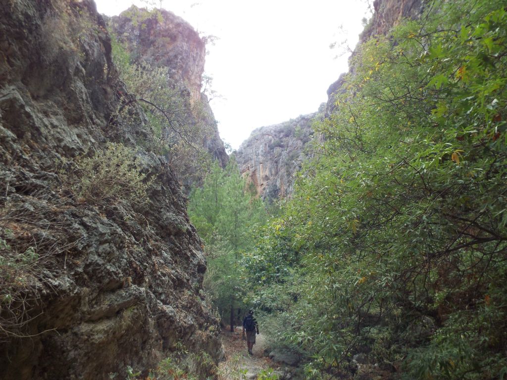 Gary hiking through the thick brush of some overhanging branches: