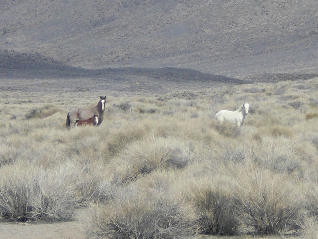 Wild horses happened to be grazing directly in the path we were taking: