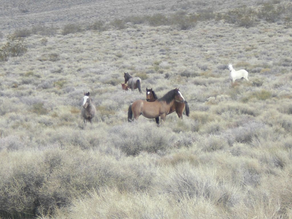 The baby horse was our favorite, but we loved all of them.  We walked around them to give them some space: