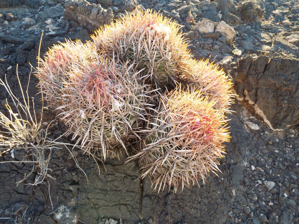 Barrel cactus growing directly out of the rock: