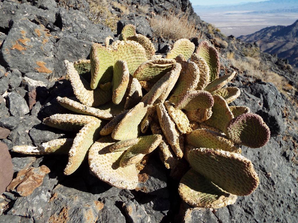 Beavertail cactus growing out of the rock high on the slopes of Pyramid Peak: