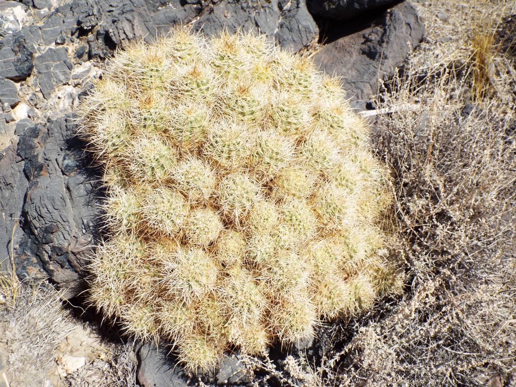 There was the quite the variety of cactus on this hike: