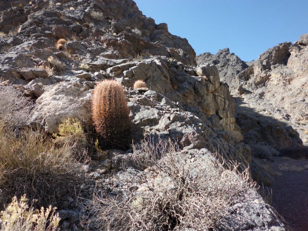 Cactus was growing in the higher elevations of the canyon: