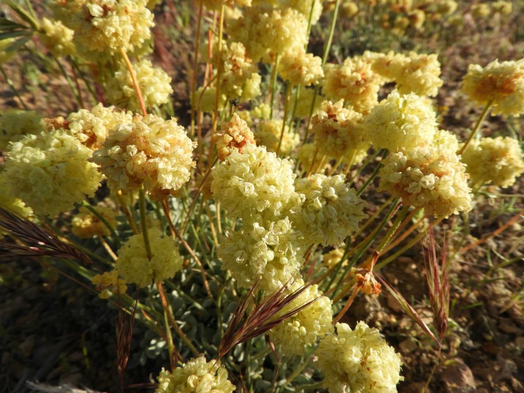 There was quite a bit of Sulphur Buckwheat growing along the route.  Last year, I had found Sulphur Buckwheat growing near the summit of nearby Grapevine Peak: