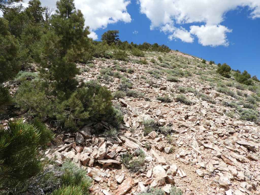 This is also the steepest section of the entire route and the climb goes on for quite some time.  About 450 feet in elevation is gained on this last section alone: