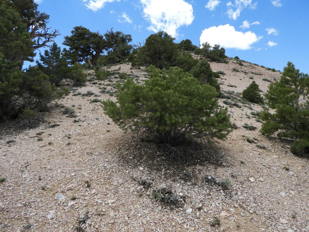 There was a wide variety of trees growing on the summit slope: