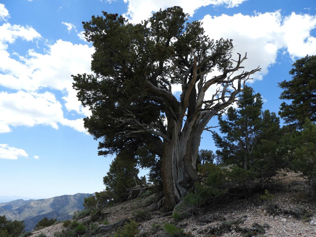 A Bristlecone Pine tree looking quite vibrant and healthy: