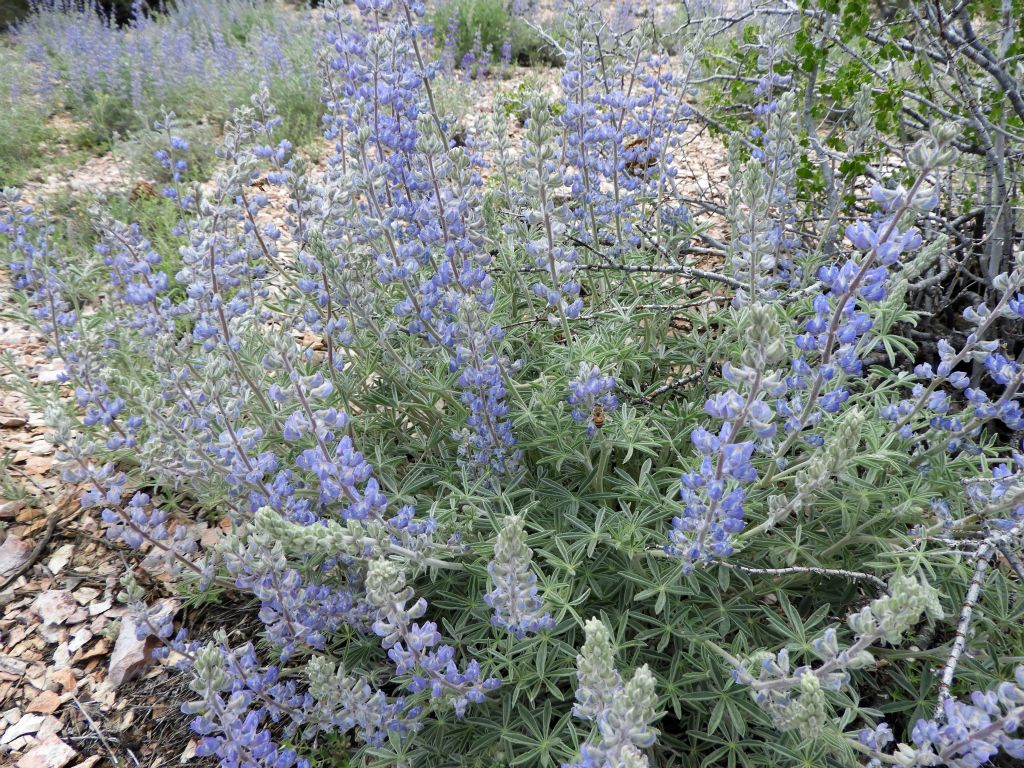 A close-up of some Arizona Lupine blooming tall: