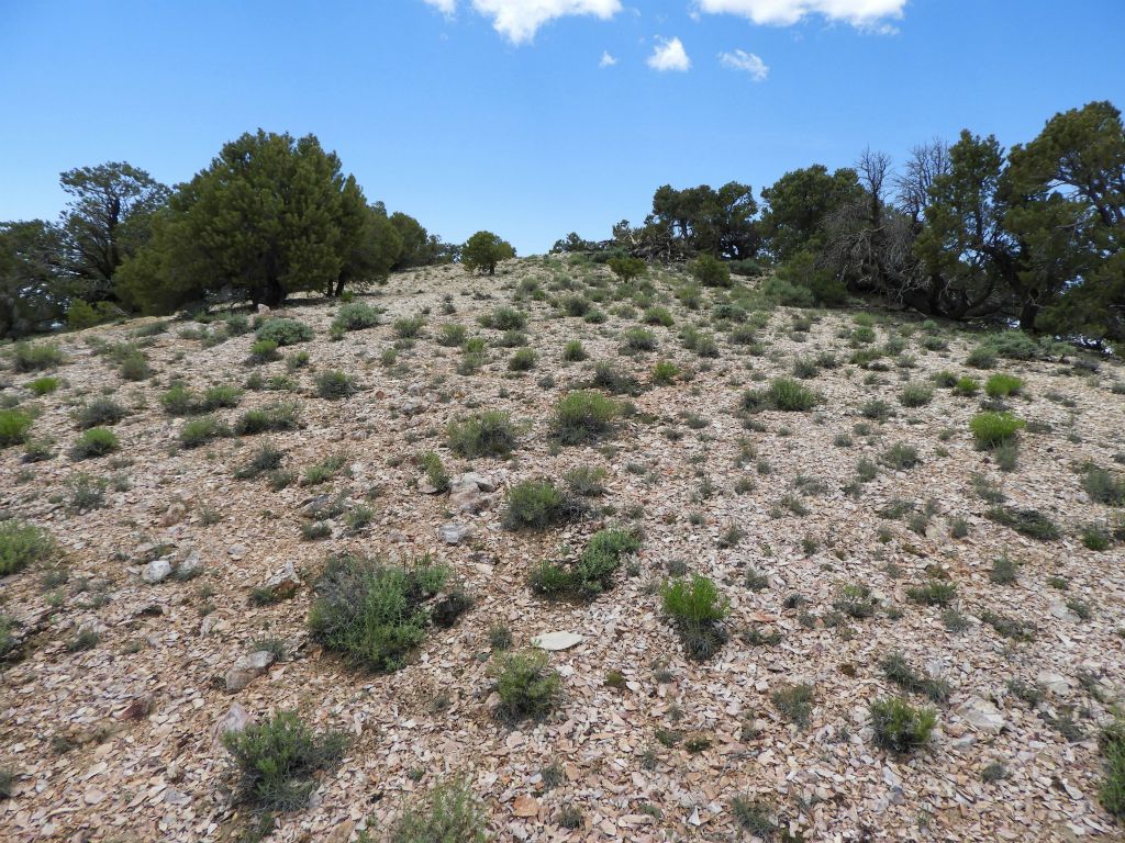 The steepness slowly subsided as the summit was now just ahead: