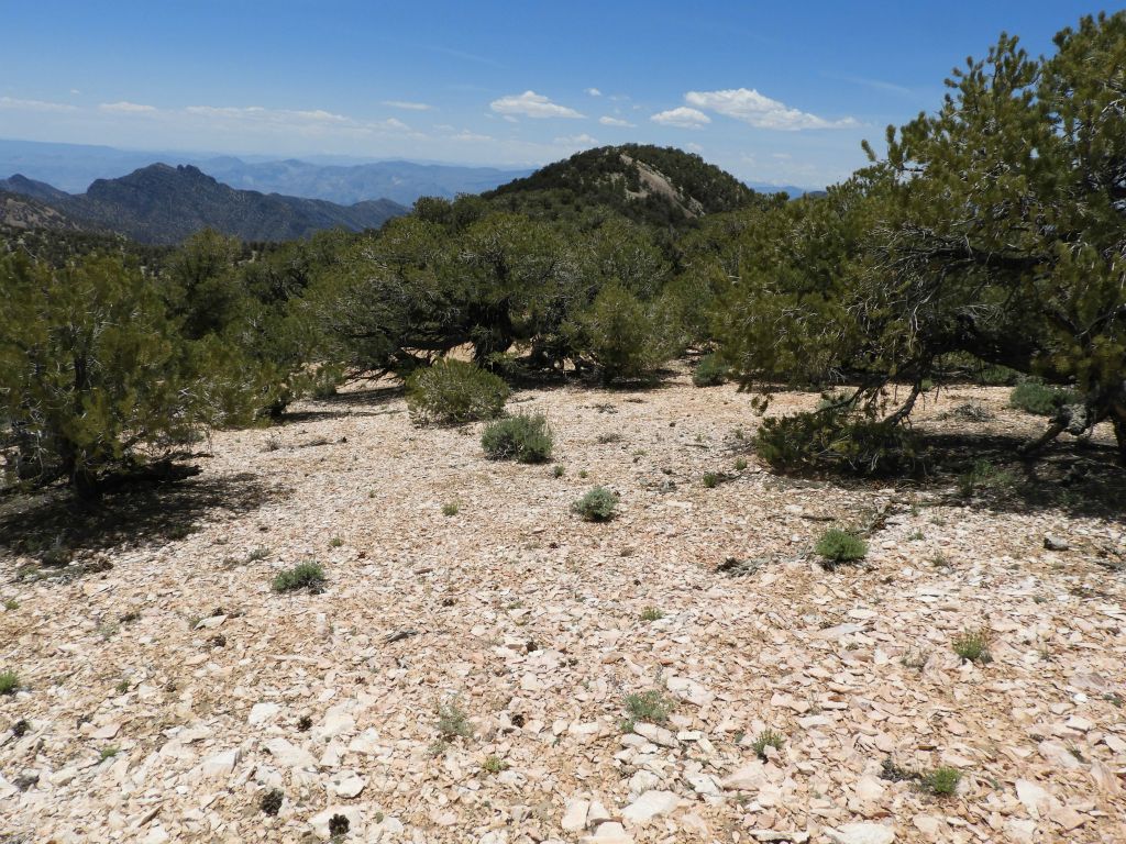 Upon finishing up at the summit, I hiked further along the ridge toward 8572T, which is about 1/2 mile away: