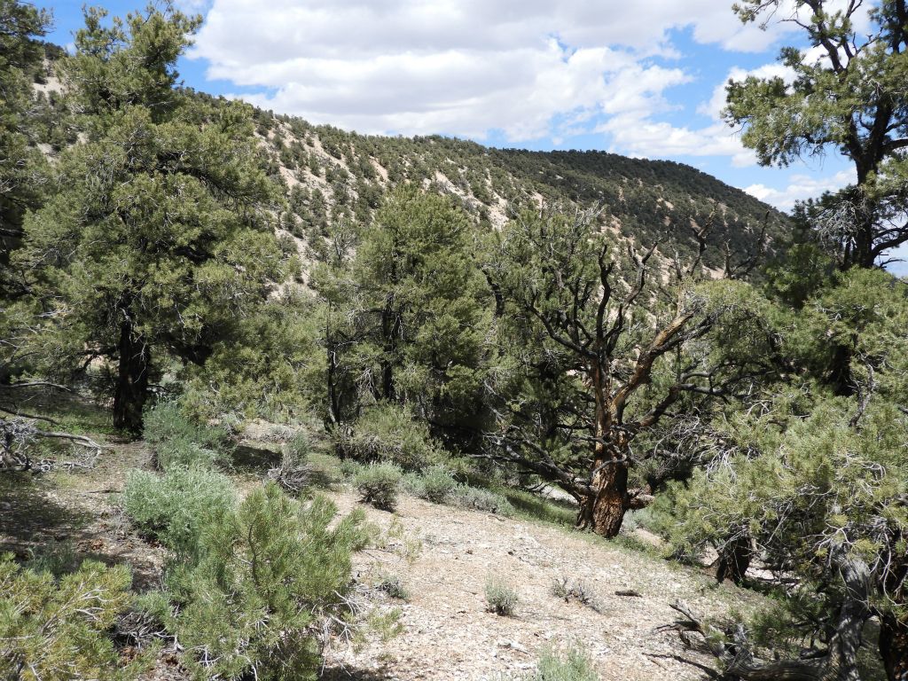 It was now time to begin the descent portion of the hike.  I decided to drop down the Coyote-Grapevine ridgeline to try to find a gradual way to drop into the canyon below: