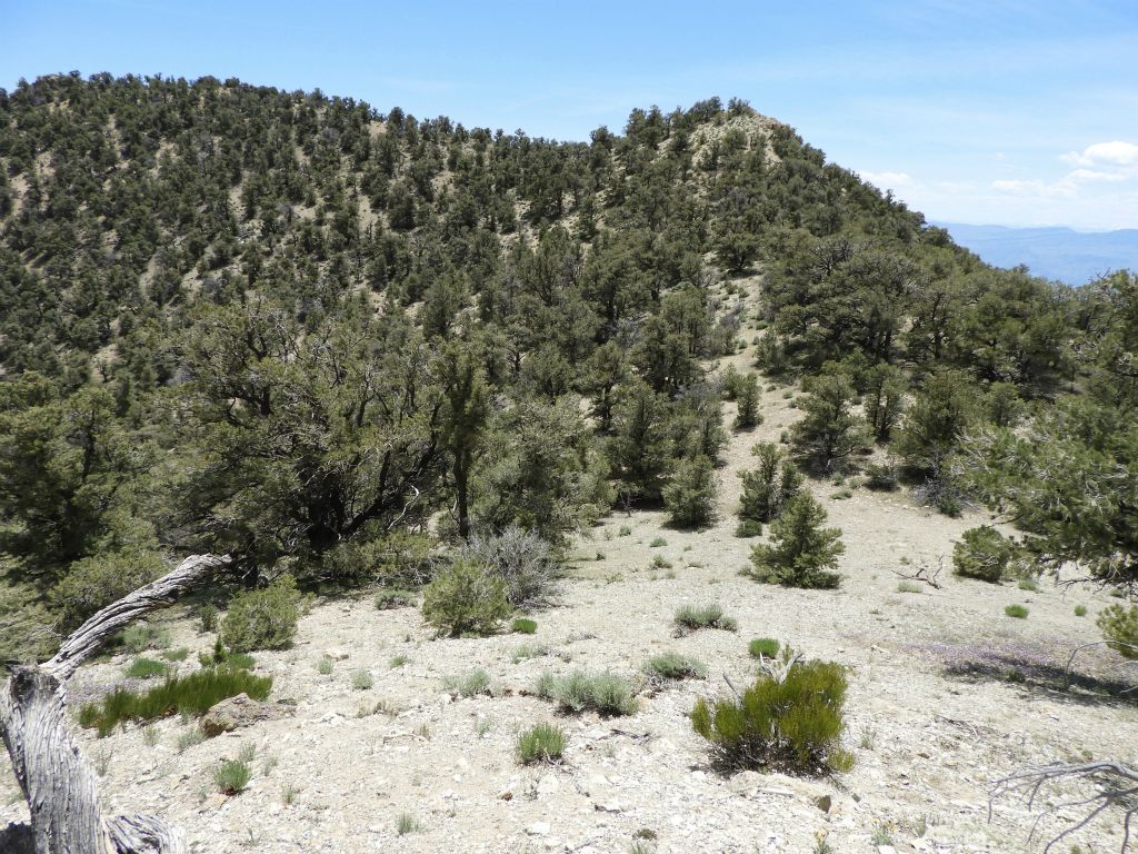 This was the low saddle where I chose to turn left and follow a gully down toward the canyon.  It was very slow going due to the abundance of trees: