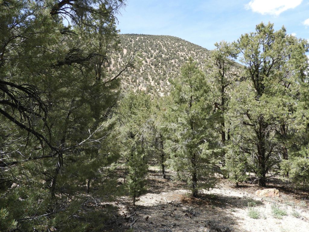 It had gotten very hot outside in the afternoon so I was grateful that the canyon was filled with shady trees.  Looking back up toward Coyote BM here: