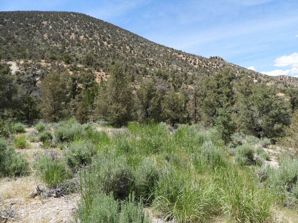 An opened section of canyon where tall green grasses were growing in mid-June: