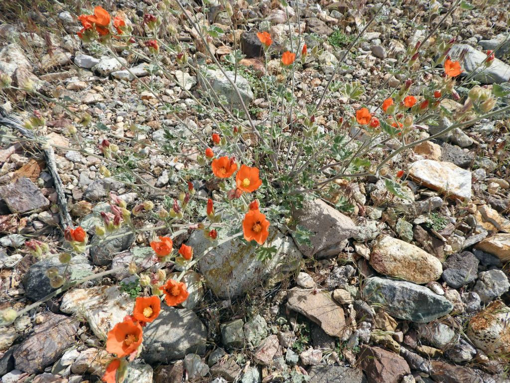 Later on during the hike back, I came across some Desert Globemallow wildflowers: