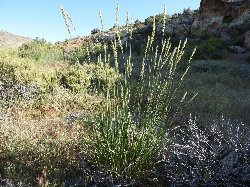 These tall reeds spotted in the wash looked a little bit out of place high in the Grapevine Mountains: