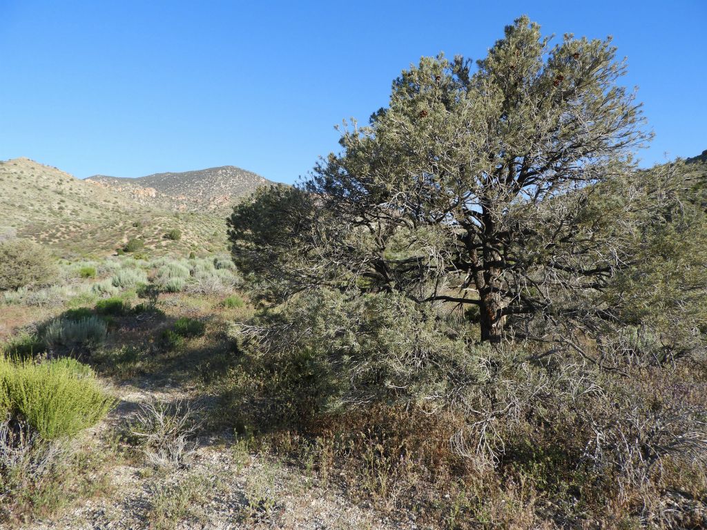Pinyon Pine trees began appearing in the wash.  While the hikes to Wahguyhe Peak and Grapevine Peak start out in the middle of the forest, the hike to Coyote BM gradually climbs into the forest: