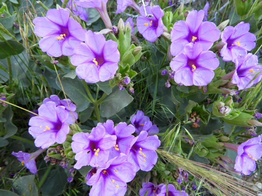 There were numerous displays of Giant Four O'Clock flowers in full bloom along the way.  These flowers are truly giant and also very colorful: